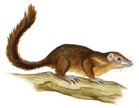 Image of: Tupaia glis (common tree shrew)