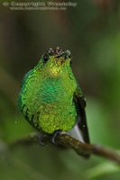 Elvira cupreiceps - Coppery-headed Emerald