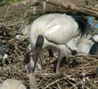 Threskiornis molucca - Australian White Ibis