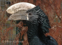 Bycanistes brevis - Silvery-cheeked Hornbill