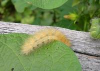 Image of: Pyrrharctia isabella (banded woollybear)