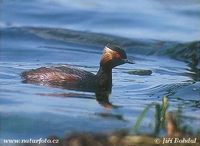 Podiceps nigricollis - Black-necked Grebe