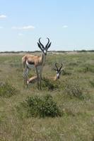 Antidorcas marsupialis - Springbok