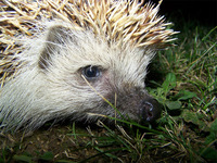 Erinaceus concolor - Eastern European Hedgehog