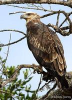 Image of: Haliaeetus leucogaster (white-bellied sea eagle)