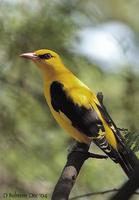 Image of: Oriolus oriolus (Eurasian golden-oriole)