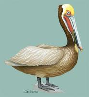 Image of: pelecanus occidentalis (brown pelican)