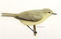 Image of: Phylloscopus collybita (common chiffchaff)