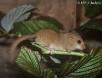 Muscardinus avellanarius - Hazel Dormouse