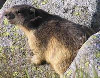 Marmota marmota - Alpine Marmot