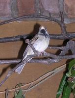 Image of: Sporophila peruviana (parrot-billed seedeater)