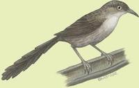 Image of: Turdoides squamiceps (Arabian babbler)