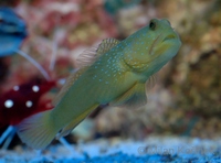 Cryptocentrus cinctus - Banded Prawn Goby