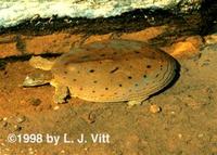 Image of: Apalone spinifera (spiny softshell turtle)