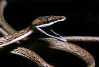 Oxybelis aeneus - Brown Vine Snake