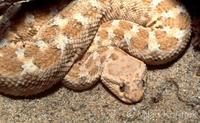 Cerastes cerastes - Desert Horned Viper