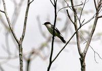 Pied Bronze Cuckoo - Chrysococcyx crassirostris