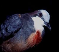 Luzon Bleeding-heart - Gallicolumba luzonica