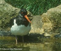 Eurasian Oystercatcher - Haematopus ostralegus