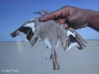 Greater Hoopoe Lark - Alaemon alaudipes