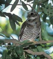 White-browed Owl (Ninox superciliaris) photo