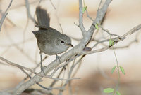 Subdesert Brush-Warbler (Nesillas lantzii) photo