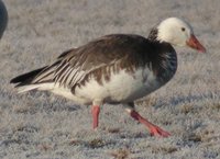 Snow Goose - Chen caerulescens