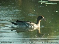 Maned Duck - Chenonetta jubata