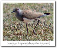 Senegal Plover - Vanellus lugubris