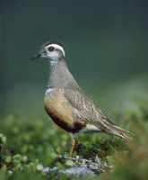 Eurasian Dotterel (Charadrius morinellus) photo