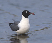 Laughing Gull (Larus atricilla) photo