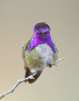 Costa's Hummingbird (Calypte costae) photo