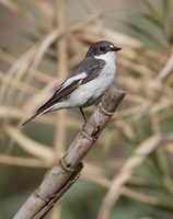 Pied Flycatcher (Ficedula hypoleuca) photo