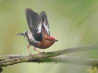 Club-winged Manakin (Machaeropterus deliciosus) photo