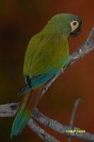 Blue-winged Macaw - Primolius maracana