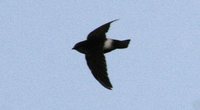 Little Swift - Apus affinis