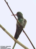 Glittering-throated Emerald - Polyerata fimbriata