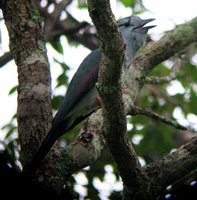 Cuckoo-Roller - Leptosomus discolor