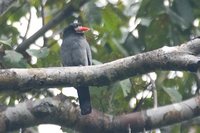 White-fronted Nunbird - Monasa morphoeus