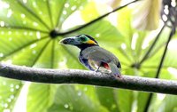 Spot-billed Toucanet - Selenidera maculirostris