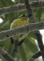 Yellow-browed Tody-Flycatcher - Todirostrum chrysocrotaphum