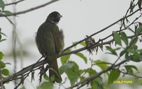 Collared Finchbill - Spizixos semitorques