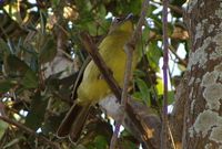 Yellow-bellied Greenbul - Chlorocichla flaviventris