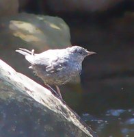 American Dipper - Cinclus mexicanus