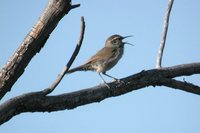 Bewick's Wren - Thryomanes bewickii