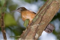 Long-billed Wren - Thryothorus longirostris