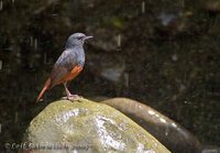 Luzon Robin - Rhyacornis bicolor