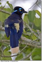 Plush-crested Jay - Cyanocorax chrysops