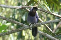 Violaceous Jay - Cyanocorax violaceus