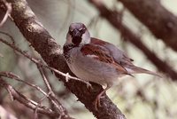 House Sparrow - Passer domesticus